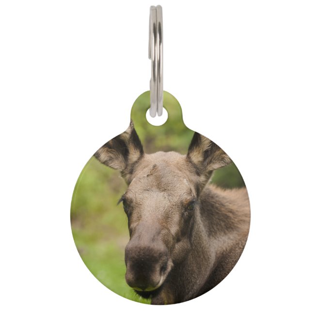 Médaillon Pour Animaux Curieux orignal (Devant)