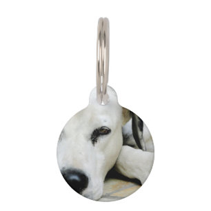 Médaillon Pour Animaux Dalmatien