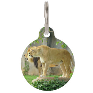 Médaillon Pour Animaux Étiquette d'animal familier de lionne de lion