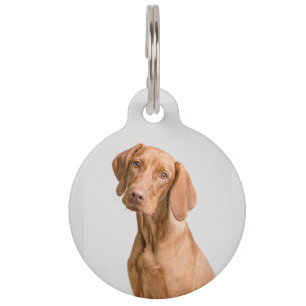Médaillon Pour Animaux Étiquettes de chien/animal de compagnie d'identifi