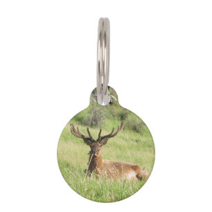 Médaillon Pour Animaux Étiquettes de la Nouvelle-Zélande