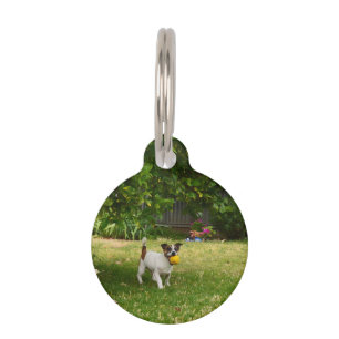 Médaillon Pour Animaux Fox Terrier Jours heureux,