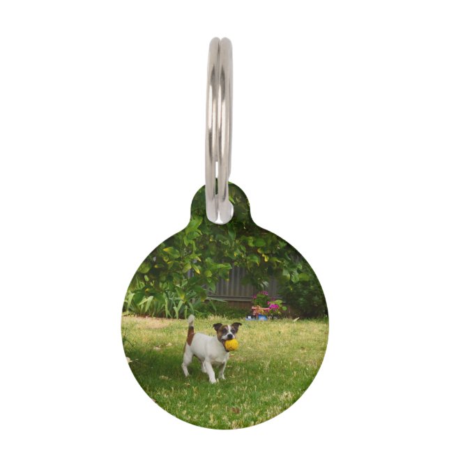 Médaillon Pour Animaux Fox Terrier Jours heureux,  (Devant)