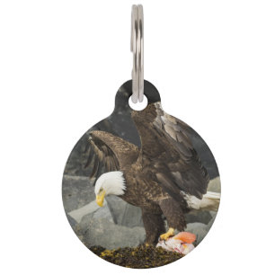 Médaillon Pour Animaux L'aigle chauve ultime