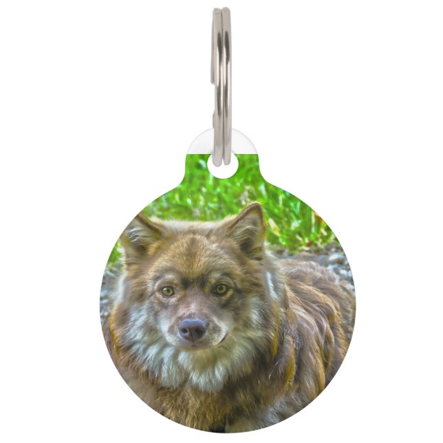 Médaillon Pour Animaux Lapphunds Chien. (Devant)