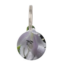 Lily, la plaintaine de Siebold