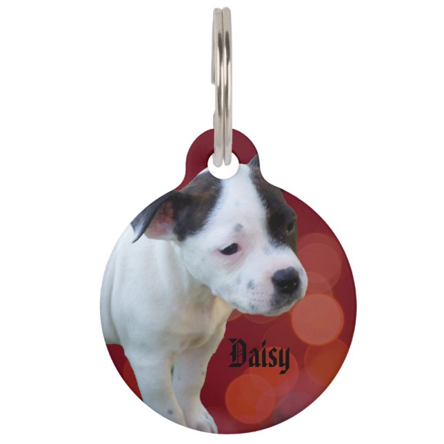 Médaillon Pour Animaux Logo du nom Staffy Daisy, (Devant)
