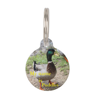Médaillon Pour Animaux M. Duck