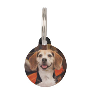 Médaillon Pour Animaux Nom de l'animal de compagnie Photo Cug ou Cat Cust
