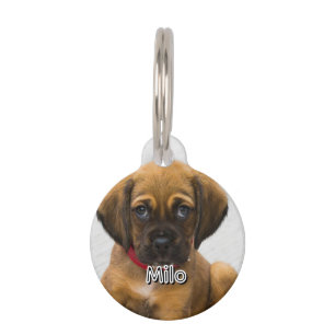 Médaillon Pour Animaux Nom et adresse de l'animal