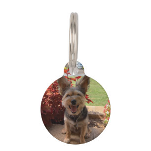 Médaillon Pour Animaux Nom photo personnalisé Numéro de téléphone Adresse
