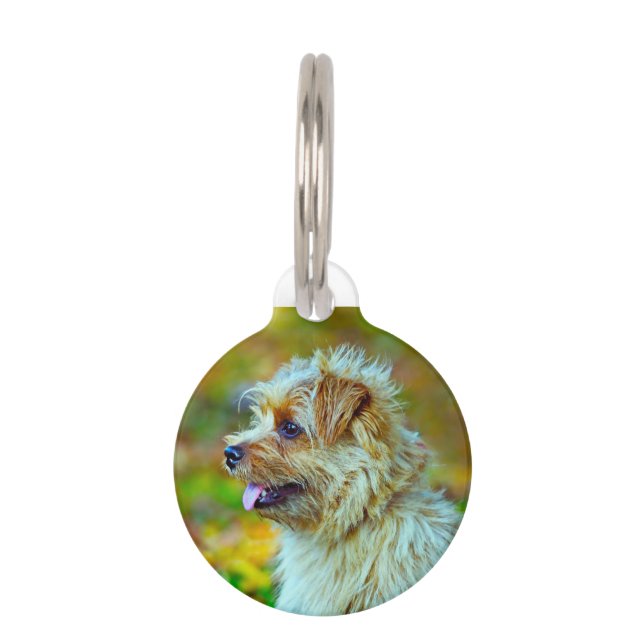 Médaillon Pour Animaux Norfolk terrier Chien. (Devant)