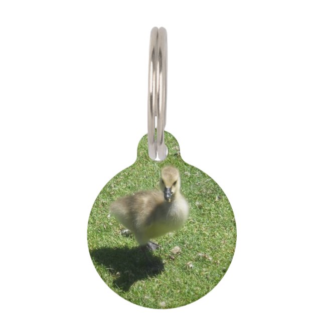 Médaillon Pour Animaux Oie de Candian de bébé (Devant)