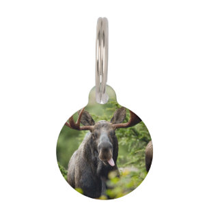 Médaillon Pour Animaux Orignaux drôles de Taureau