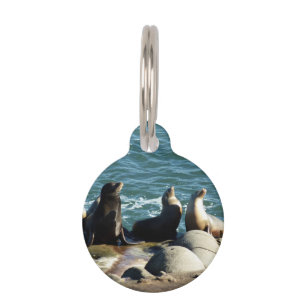 Médaillon Pour Animaux Otaries de San Diego