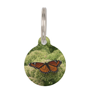 Médaillon Pour Animaux Papillon Limenitis Artémis Photographie De La Bell