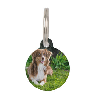 Médaillon Pour Animaux Photo d'animal de compagnie d'un berger australien