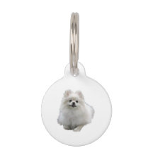 Pomeranian Dog