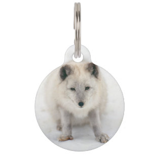 Médaillon Pour Animaux Renard arctique