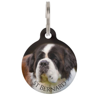 Médaillon Pour Animaux Saint Bernard
