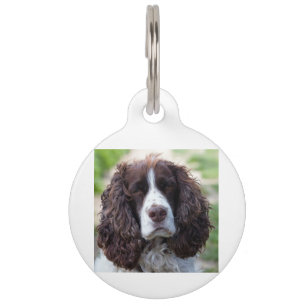 Médaillon Pour Animaux spaniel de springer anglais.png