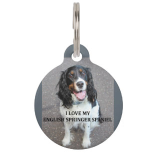 Médaillon Pour Animaux springer anglais spaniel noir blanc brun amour ave