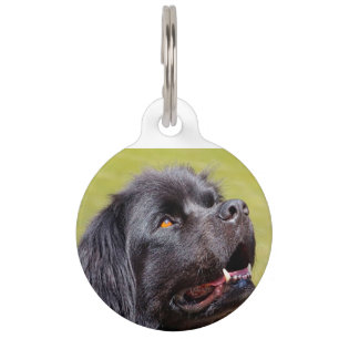 Médaillon Pour Animaux Terre-Neuve.