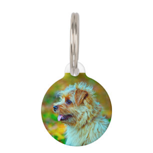 Médaillon Pour Animaux Térrier Norfolk Chien.
