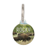 Wyoming Bison Nature Animal Photographie