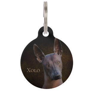 Médaillon Pour Animaux Xoloitzcuintle