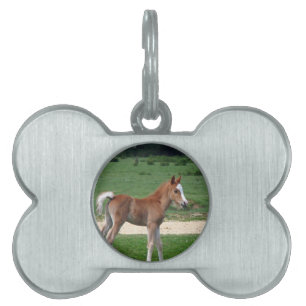 Médaillons Pour Animaux Domestiques Bébé mignon Destin Dons Cadeaux Springtime Adorabl