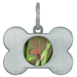Médaillons Pour Animaux Domestiques Belle peinture acrylique de libellule de fût