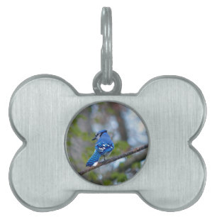 Médaillons Pour Animaux Domestiques Blue Jay
