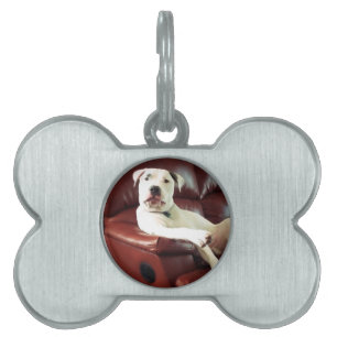 Médaillons Pour Animaux Domestiques chien pitbull blanc drôle sur le canapé