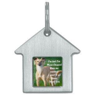 Médaillons Pour Animaux Domestiques Chiens Whippet à longs poils