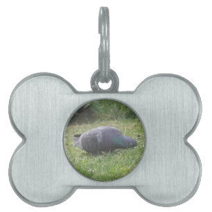 Médaillons Pour Animaux Domestiques Étiquette pour animal de compagnie de pigeon couch