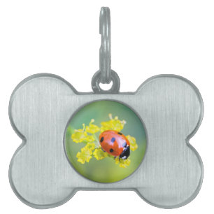 Médaillons Pour Animaux Domestiques femme au sommet