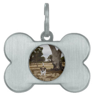 Médaillons Pour Animaux Domestiques Fox Terrier Ball Temps De Jeu,