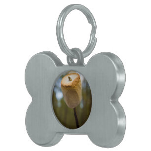 Médaillons Pour Animaux Domestiques Guimauves de torréfaction