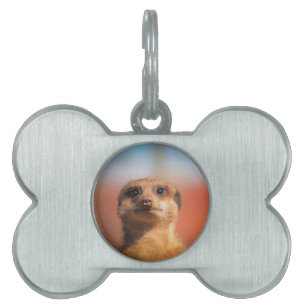 Médaillons Pour Animaux Domestiques Meerkat_2015_0401