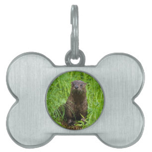 Médaillons Pour Animaux Domestiques Otter