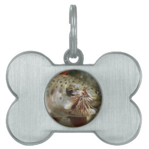 Médaillons Pour Animaux Domestiques Photo Rainbow Trump