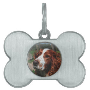 Médaillons Pour Animaux Domestiques Springer Spaniel Chien Art