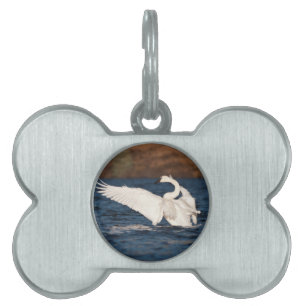 Médaillons Pour Animaux Domestiques Swan