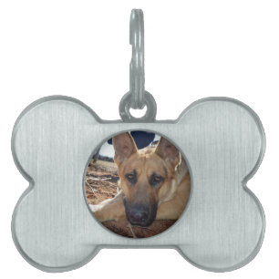 Médaillons Pour Animaux Domestiques Tag Chien Allemand Shepherd'un chat Naps