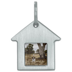 Médaillons Pour Animaux Domestiques Temps de jeu de balle de Fox Terrier,