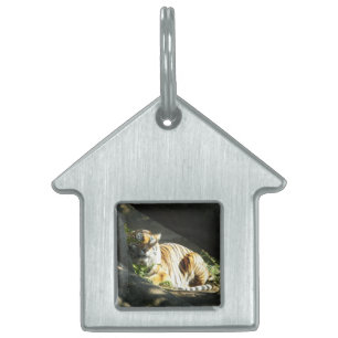 Médaillons Pour Animaux Domestiques Tiger Catnap