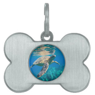 Médaillons Pour Animaux Domestiques Tortue de mer de natation