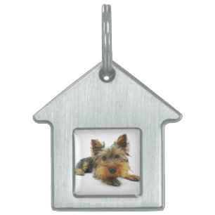 Médaillons Pour Animaux Domestiques Yorkshire