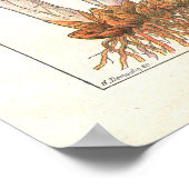 Medicinal Planten Herbs Diuretics Poster (Hoek)